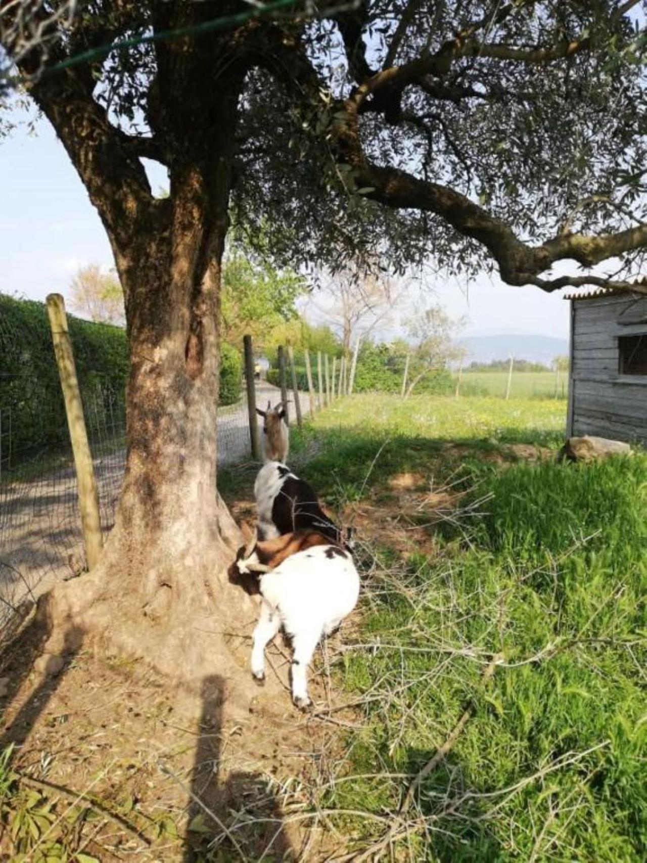 Dolce Lago B&B San Felice del Benaco Exterior photo
