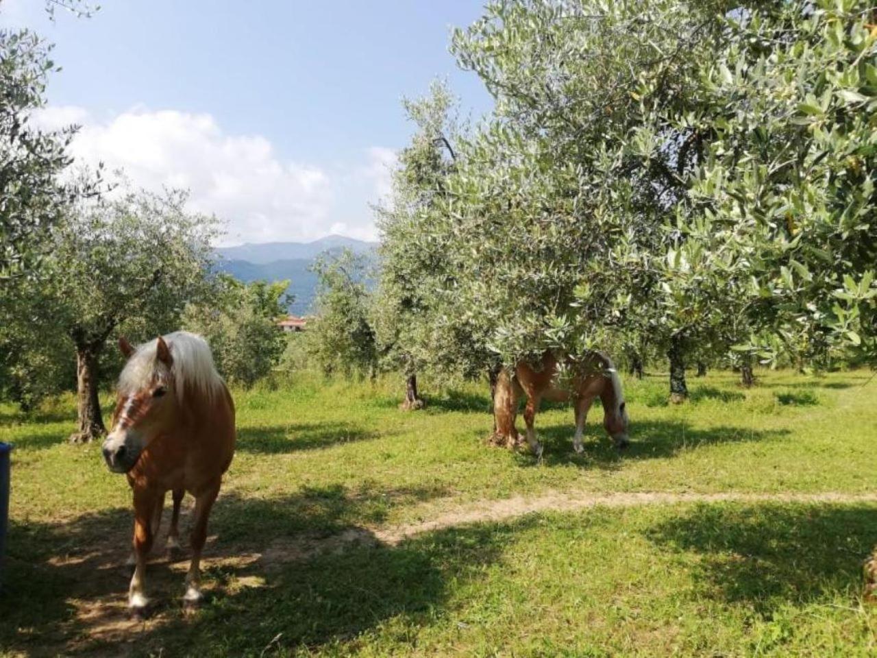 Dolce Lago B&B San Felice del Benaco Exterior photo